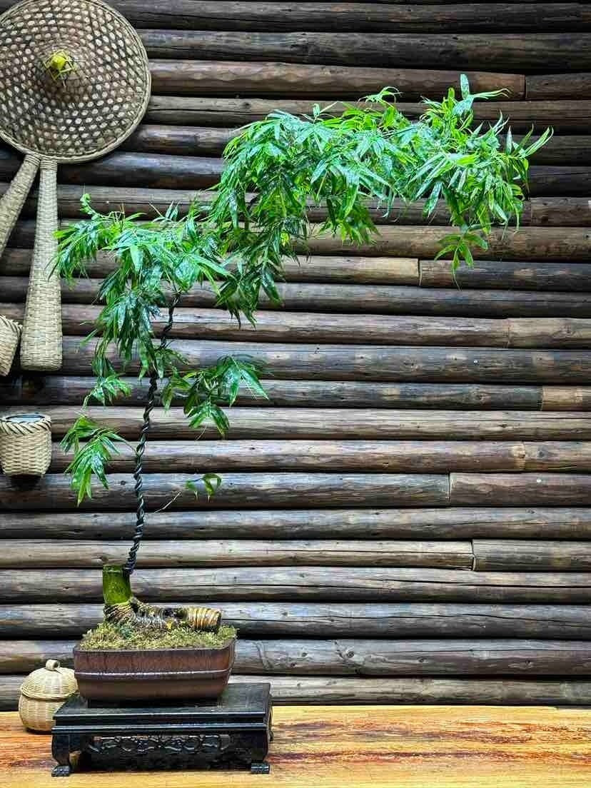 Tre còn mang ý nghĩa may mắn, giúp xua tan vận rủi và bảo vệ gia đình. Tuy nhiên, khi trồng cần lưu ý không để cây quá dày hoặc chắn trước cửa nhà.