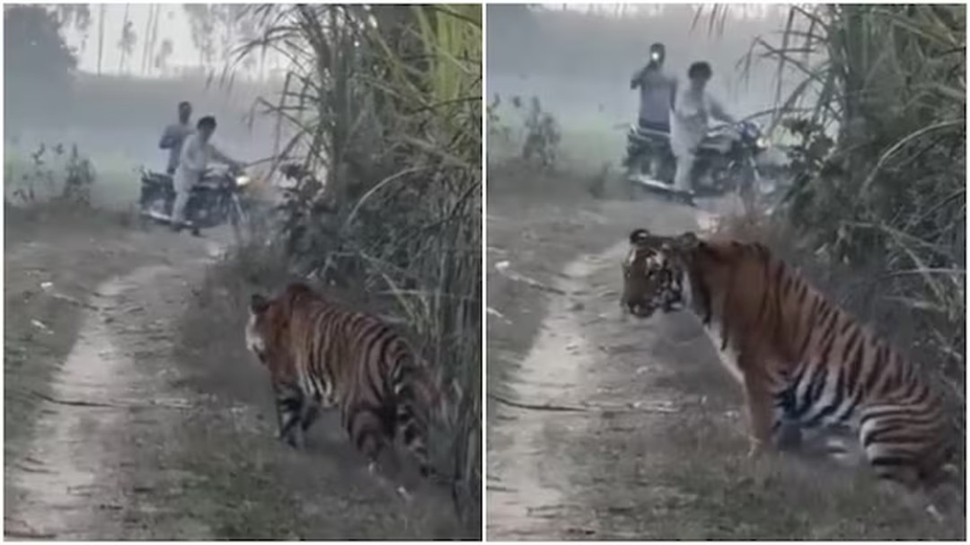 Trong video được Indiatoday chia sẻ cho thấy một người nông dân ngồi trên xe máy cố gắng bình tĩnh khi con hổ tiến gần, chỉ cách vài bước chân. Khi anh định quay xe bỏ đi, con hổ bất ngờ dừng lại và nằm xuống ngay trước mặt.