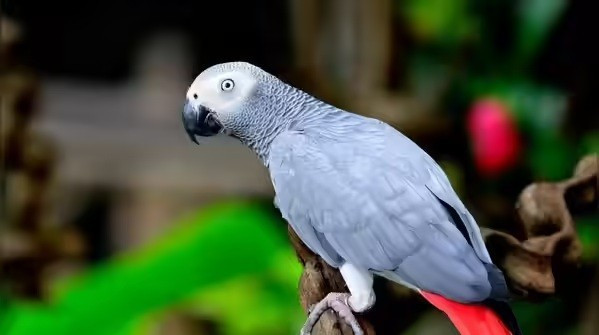 Vẹt xám châu Phi (African Grey Parrot) không chỉ bắt chước tiếng người mà còn hiểu và phản hồi. Chúng biết hỏi, biết nhận ra cảm xúc, phản ứng theo tâm trạng. Sống cùng loài này giống như chia sẻ không gian với một “người nhỏ bé có lông vũ”.