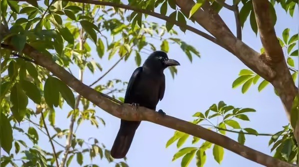 Quạ New Caledonia (New Caledonian Crow) không chờ giải pháp dễ dàng. Khi thức ăn khó lấy, chúng tìm cách, nhặt vật dụng, điều chỉnh và thử lại. Chúng giải quyết vấn đề theo từng bước, bình tĩnh, không hoảng loạn, giống cách con người xử lý tình huống.