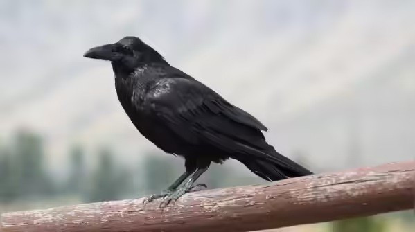 Quạ đen (Ravens) giống như “nhà tư duy” của thế giới loài chim. Chúng không vội vàng, luôn quan sát tình huống rồi mới hành động. Nếu cách này không hiệu quả, chúng thử cách khác. Chúng hiểu hành động hiện tại có thể giúp cho sau này.