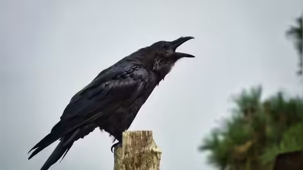 Quạ (Crows) xuất hiện khắp nơi vì chúng biết cách sinh tồn. Chúng quan sát, học nhanh, nhớ nơi có thức ăn và quay lại. Quạ còn nhớ người đối xử tốt hay xua đuổi mình. Ở thành phố, chúng hiểu giao thông, thời gian và thói quen con người.