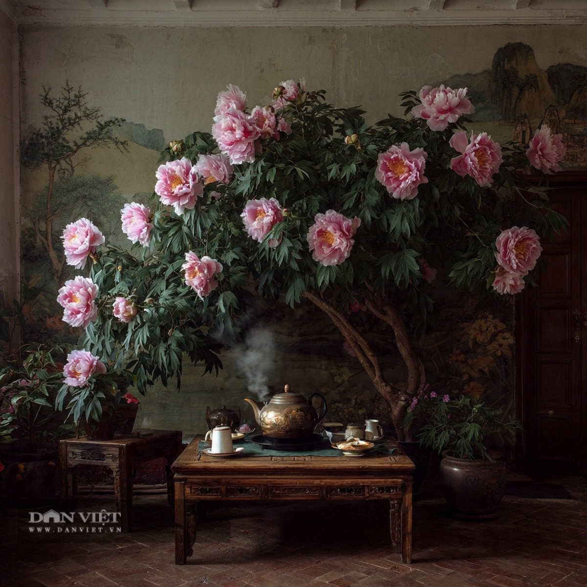 Đến giữa tháng Tư, hoa nở rộ: những bông lớn hơn cả chiếc bát, cánh xếp tầng mềm mại với sắc hồng phấn pha trắng, tạo nên vẻ đẹp thanh tao mà sang trọng khó sánh.