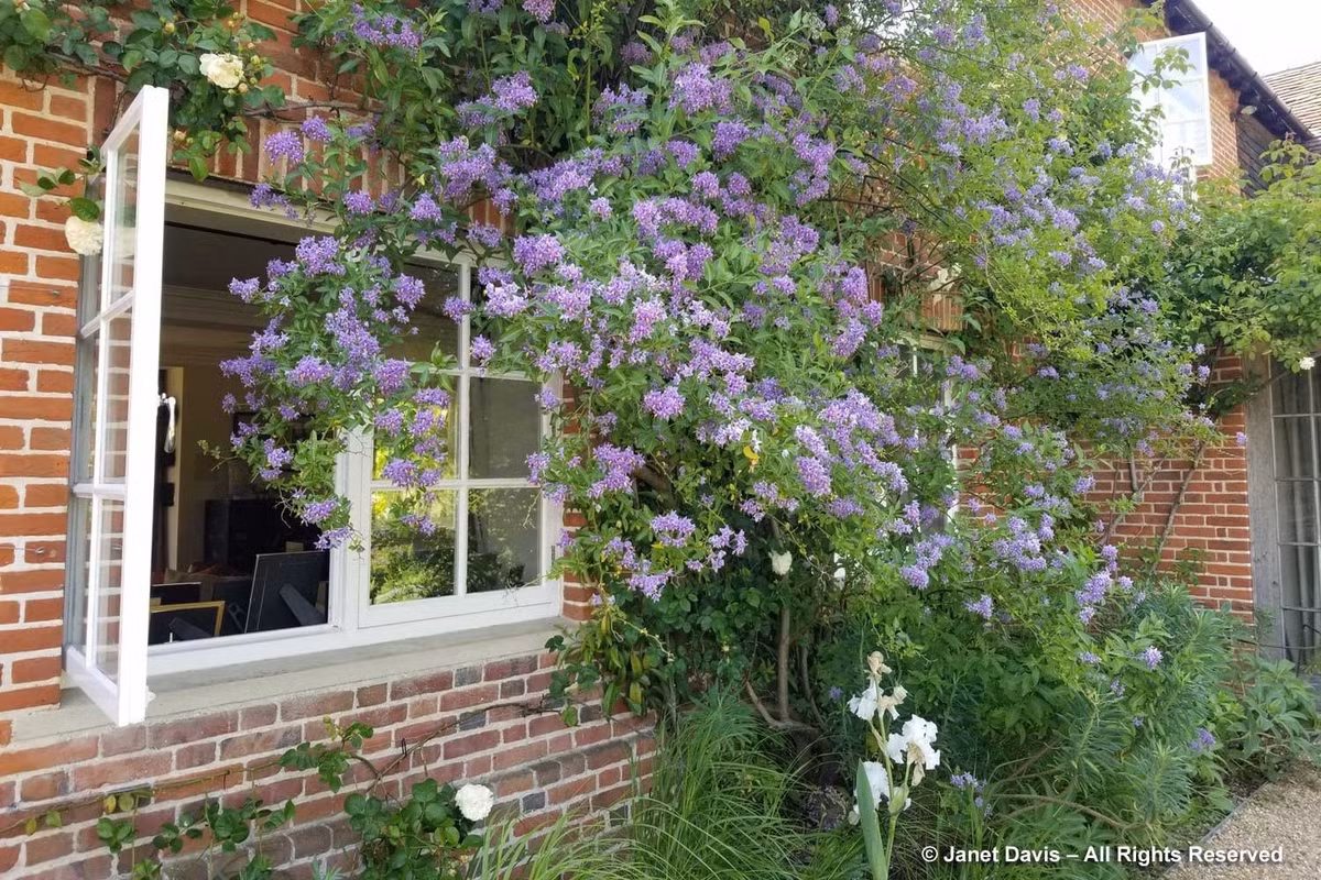 Một phiên bản khác của cây là khoai tây Chile trắng, Solanum crispum "Album", với hoa màu trắng tinh khôi, cũng đẹp không kém.