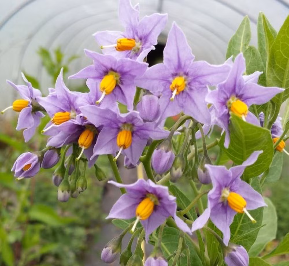 Nếu chỉ nhìn thoáng qua những bông hoa này, bạn dễ bị đánh lừa bởi hình dạng quen thuộc và màu sắc dịu dàng của chúng.