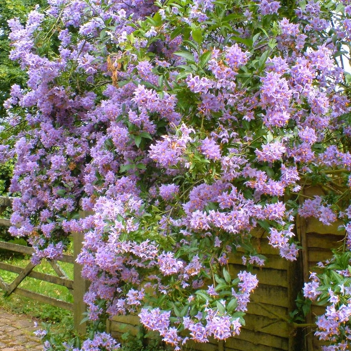 Những cánh hoa màu tím nhạt đến tím đậm, xếp thành hình ngôi sao 5 cánh, ở giữa là bao phấn vàng rực bắt mắt.