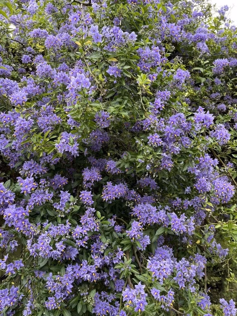 Cây bụi thân leo có thể cao đến 6m, phát triển nhanh, hoa nở liên tục từ tháng 6 đến tận tháng 10 nếu điều kiện thuận lợi. Hoa đường kính chỉ khoảng 2,5cm nhưng mọc thành chùm, nở dày đặc, có mùi thơm thoang thoảng rất quyến rũ.