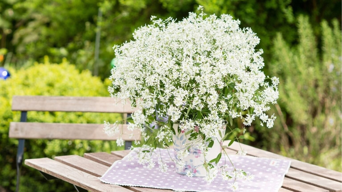 Vẻ đẹp tinh khiết như sương mai. Những bông hoa nhỏ xíu trắng muốt điểm giữa lá xanh ô liu, tạo nên cảm giác trong trẻo, thư thái như được xoa dịu giữa ngày hè rực lửa.