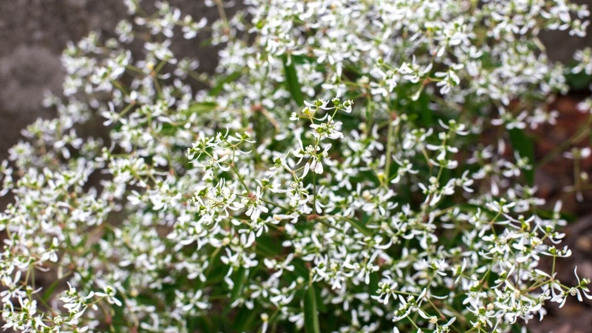 Tỉa nhẹ, bón vừa là đủ. Không cần cắt hoa tàn, chỉ nên ngắt ngọn vào mùa xuân để cây dày tán. Phân bón nhẹ nhàng 6 tuần/lần là đủ.