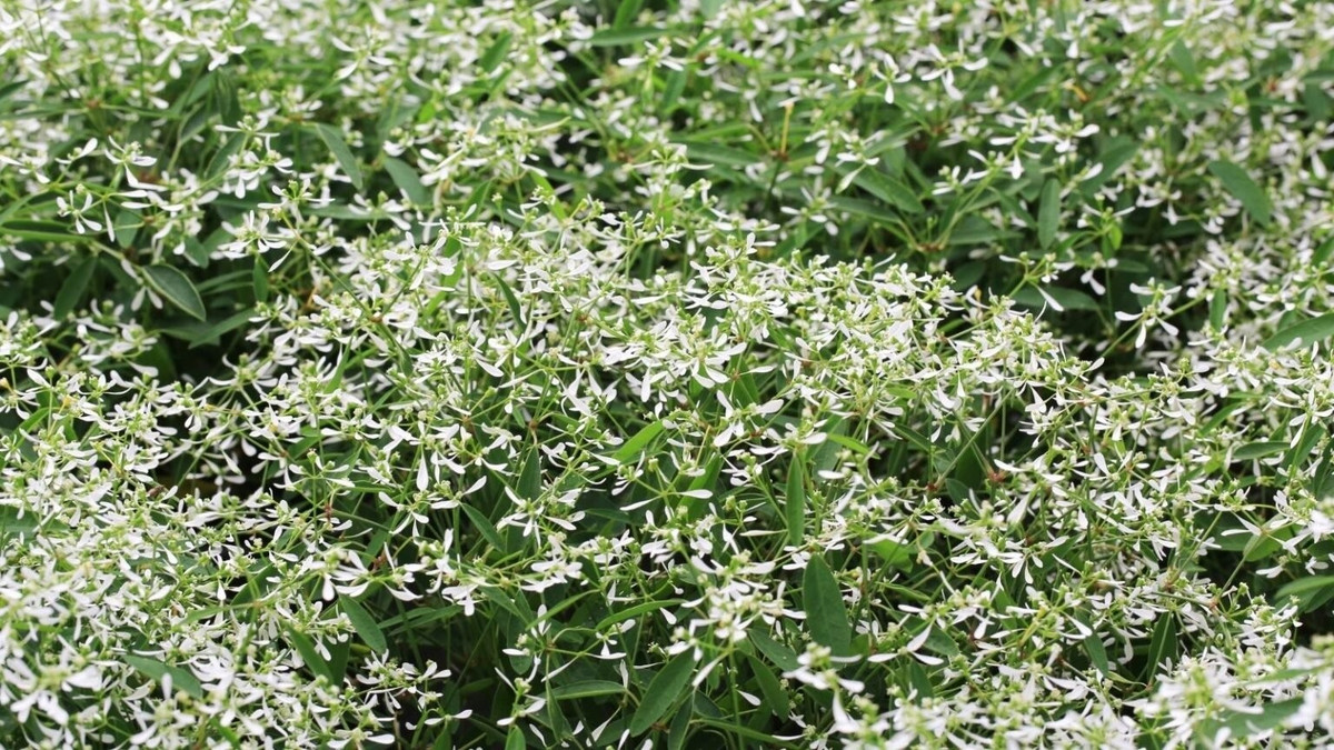 Trồng trong chậu hay ngoài vườn đều đẹp. Cây có thể sống tốt cả trong nhà lẫn sân vườn. Rễ nông nên chỉ cần chậu nhỏ, đất tơi xốp, thoát nước tốt.