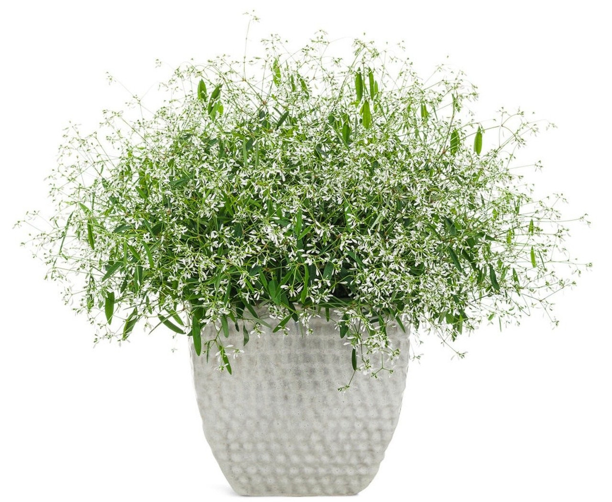 Nhớ đeo găng khi chăm cây. Cây tiết nhựa trắng khi bị cắt, có thể gây kích ứng da nhạy cảm. Hãy đeo găng tay để chăm sóc an toàn hơn.