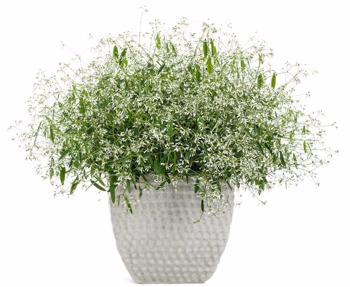 Nhớ đeo găng khi chăm cây. Cây tiết nhựa trắng khi bị cắt, có thể gây kích ứng da nhạy cảm. Hãy đeo găng tay để chăm sóc an toàn hơn.