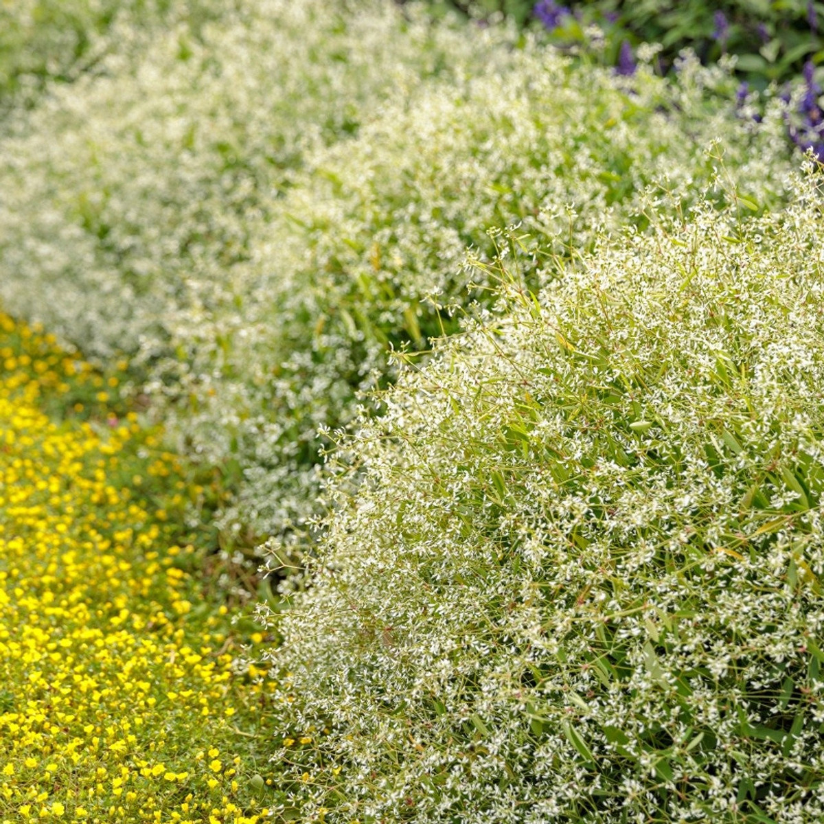 Không phải cánh hoa thật. Điều thú vị là phần trắng bạn thấy thực chất là lá bắc – một đặc điểm độc đáo của họ Euphorbia, giống như hoa trạng nguyên.
