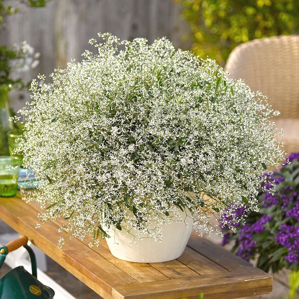 Xuất thân từ xứ nhiệt đới. Cây có nguồn gốc từ các khu rừng Colombia – nơi hội tụ khí hậu ấm áp, ẩm ướt, rất hợp với môi trường nhiệt đới như Việt Nam.