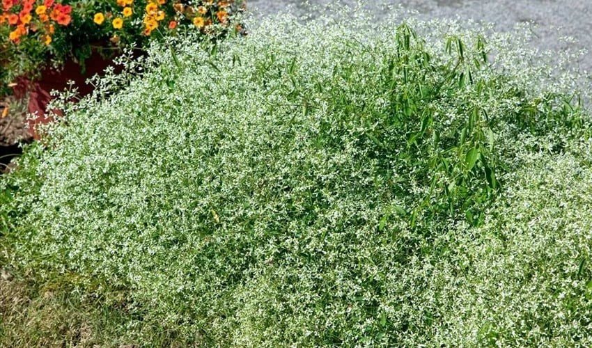 Cây cảnh siêu chịu hạn. Dù vẻ ngoài mong manh, cây lại vô cùng khỏe khoắn, chịu được nắng nóng, đất khô và cả môi trường có muối.