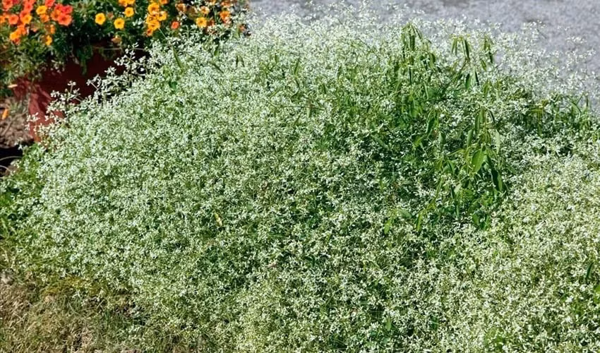 Cây cảnh siêu chịu hạn. Dù vẻ ngoài mong manh, cây lại vô cùng khỏe khoắn, chịu được nắng nóng, đất khô và cả môi trường có muối.