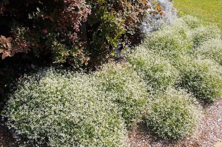 Chăm sóc đơn giản bất ngờ. Không cần tưới nhiều, không cần bón nhiều, hoa vẫn nở quanh năm ở nơi có ánh sáng nhẹ hoặc nắng bán phần.