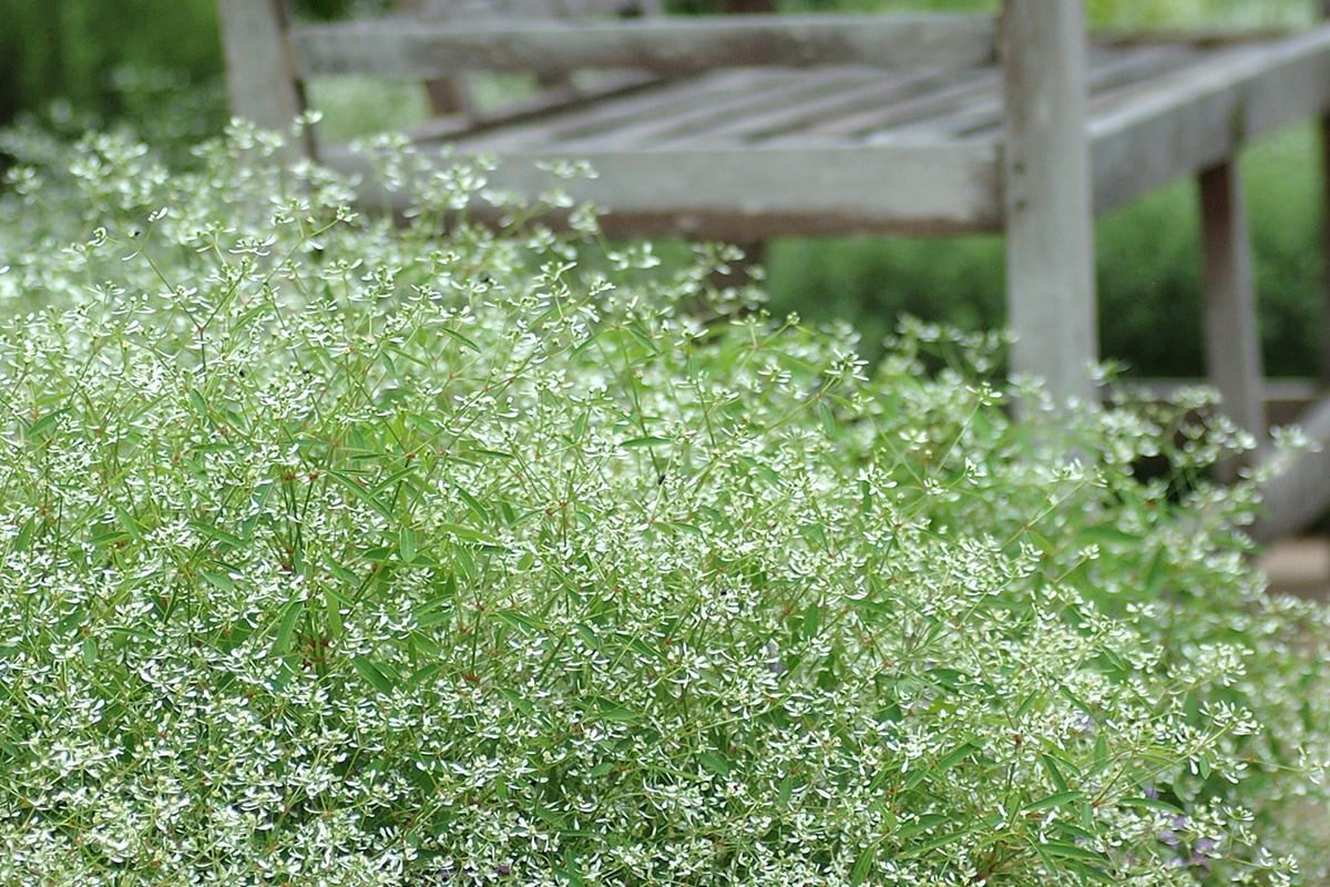 Hơi thở mùa hè mát lạnh. Cây Euphorbia hypericifolia ‘Diamond Frost’ khiến người ta liên tưởng đến tuyết rơi giữa trời oi ả – dịu nhẹ, thanh mát và mong manh như hơi thở em bé.