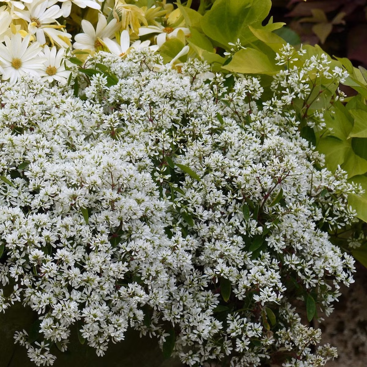 Phổ biến khắp các vùng nắng nóng. Được du nhập từ thập niên 1990, cây nhanh chóng lan rộng ở miền Nam, nơi nắng nóng quanh năm, đặc biệt là TP.HCM.