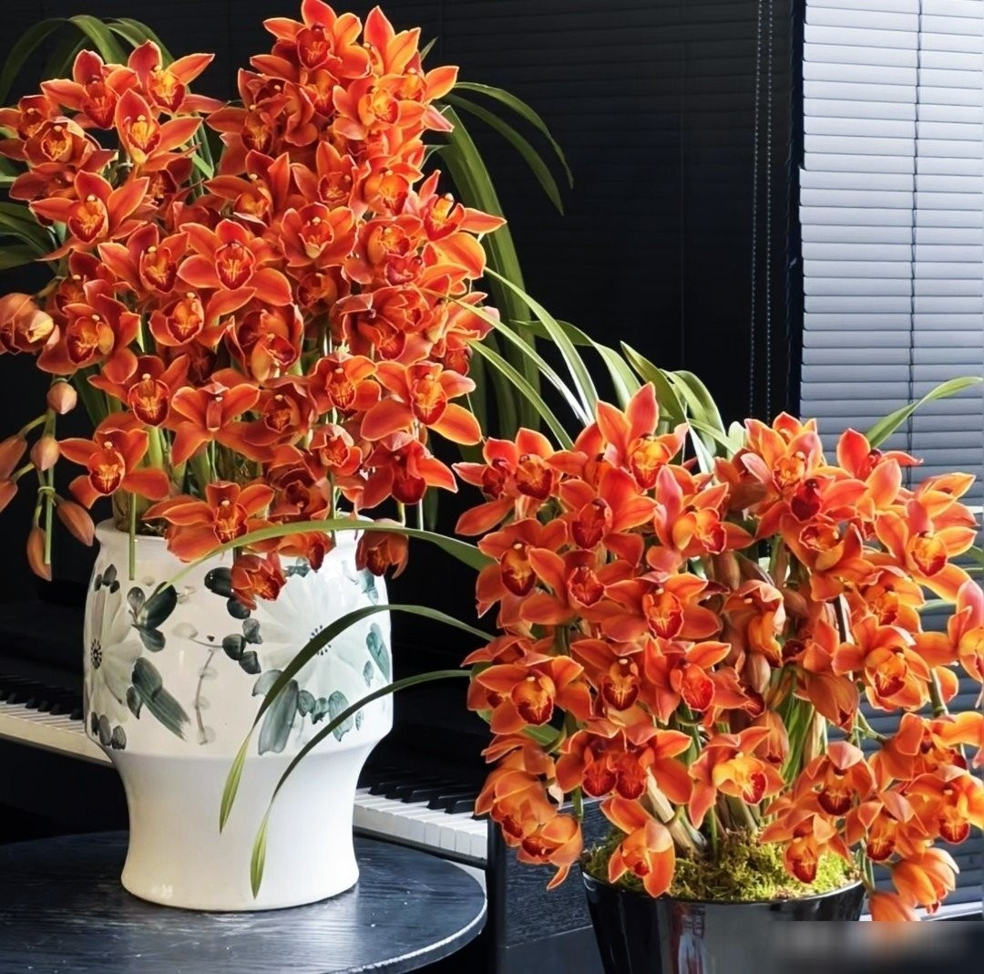 Không chỉ đẹp, địa lan còn mang ý nghĩa phú quý, thịnh vượng và bình an. Đặt cây trong phòng khách hay phòng làm việc giúp tạo cảm giác thư thái, cân bằng năng lượng trong không gian.