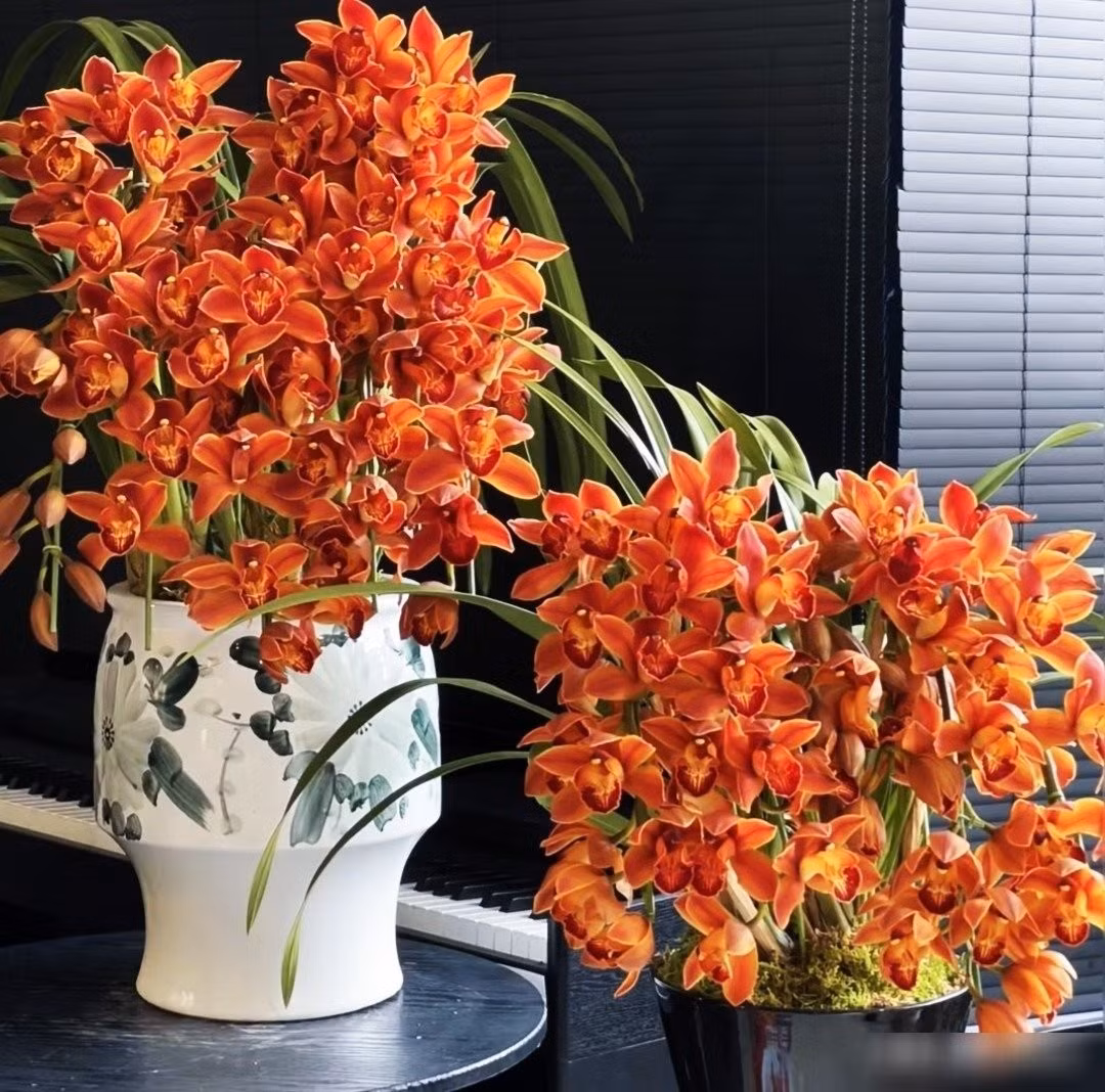 Không chỉ đẹp, địa lan còn mang ý nghĩa phú quý, thịnh vượng và bình an. Đặt cây trong phòng khách hay phòng làm việc giúp tạo cảm giác thư thái, cân bằng năng lượng trong không gian.