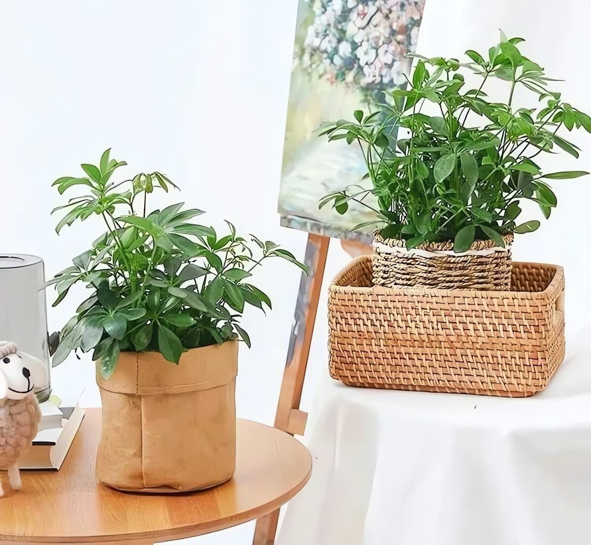 Cây xanh mang lại năng lượng tích cực vô hình: Một số loại hoa và cây cảnh không chỉ giúp thanh lọc không khí mà còn giúp con người bình tâm, vui vẻ, tạo cảm giác yên bình và hướng thiện.