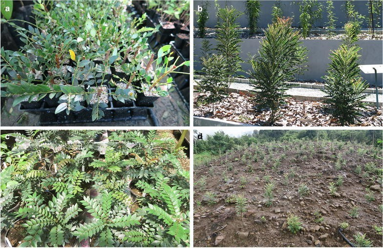 Nếu đầu tư nghiên cứu đúng hướng, Việt Nam có thể tạo ra nguồn "vàng xanh" bền vững từ cây trồng mà không cần khai thác mỏ quy mô lớn.(Ảnh: Botanical Studies)