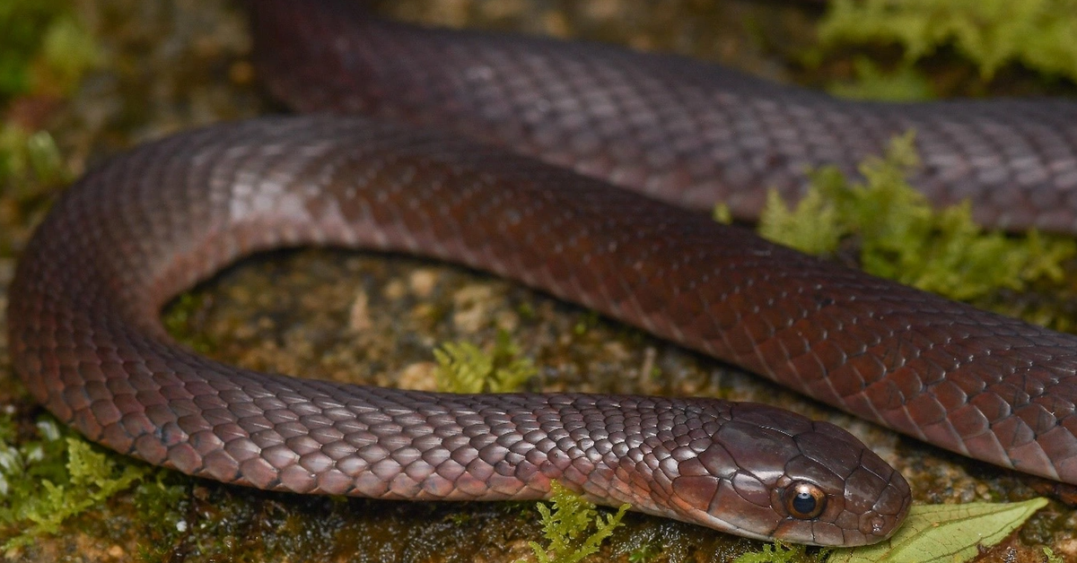 Hình ảnh cận cảnh mặt đầu của rắn hoa cỏ H&apos;mông (Ảnh Vườn quốc gia Hoàng Liên).