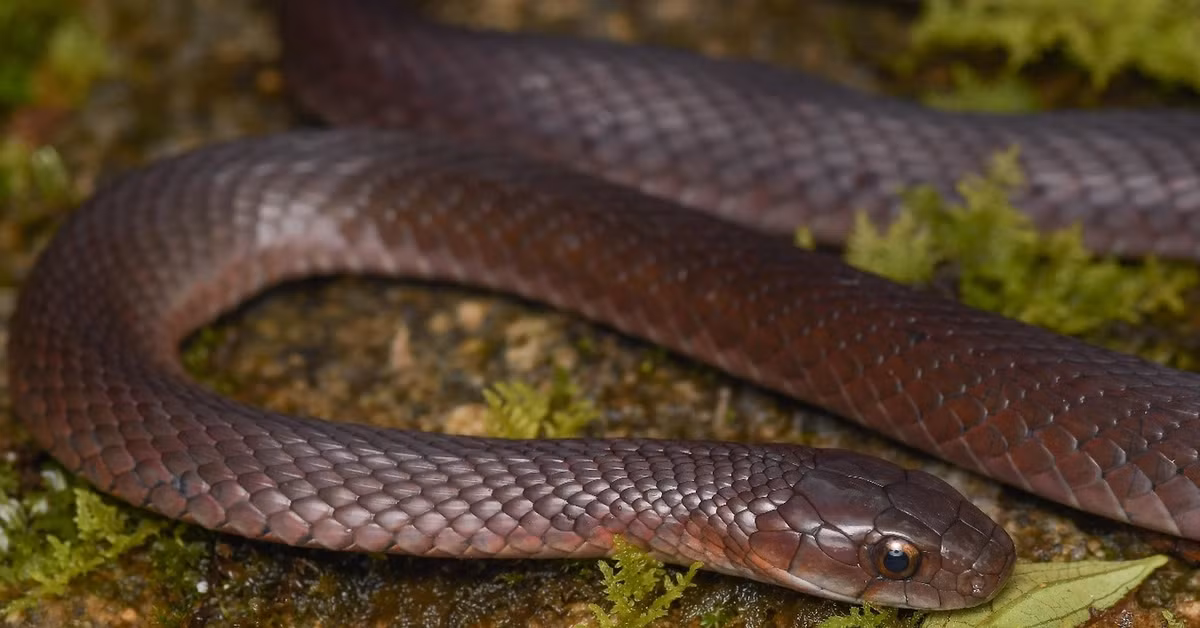 Hình ảnh cận cảnh mặt đầu của rắn hoa cỏ H'mông (Ảnh Vườn quốc gia Hoàng Liên).