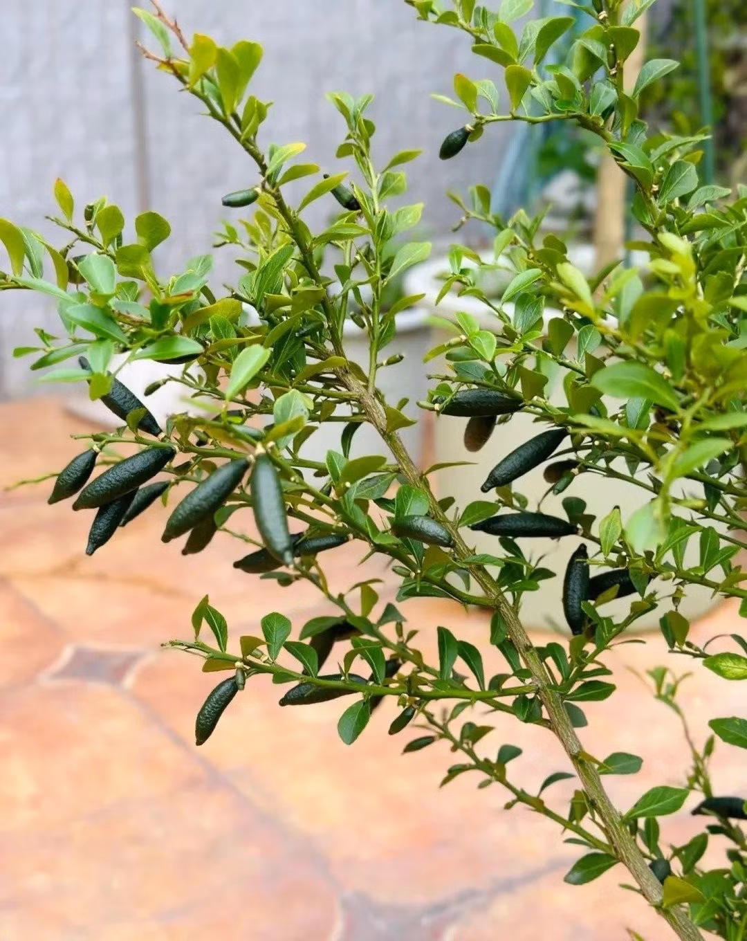 Không đủ tiền mua, có thể tự trồng. Một ngày đẹp trời, bạn sẽ nói: “Tôi đã nếm vị ngọc trời từ chính tay mình gieo!”.