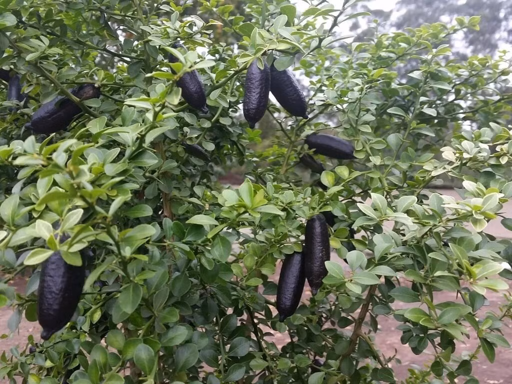 Vừa làm cảnh đẹp, vừa thu hoạch được quả có hương vị chanh đặc biệt – chanh ngón tay là lựa chọn độc đáo cho người mê trồng cây.