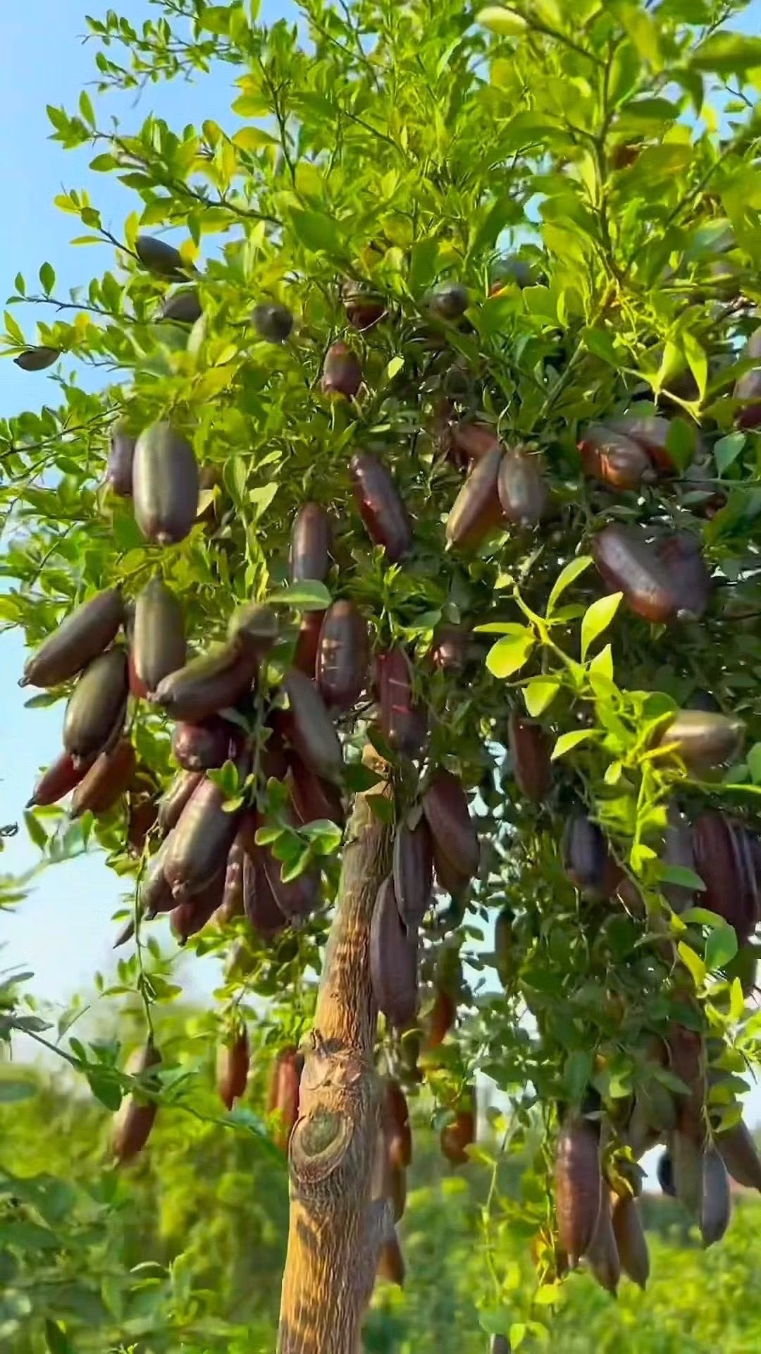 Vài năm gần đây, cây chanh ngón tay gây sốt vì hình dáng lạ mắt, quả ăn được, hoa thơm và công dụng trang trí cực đỉnh.