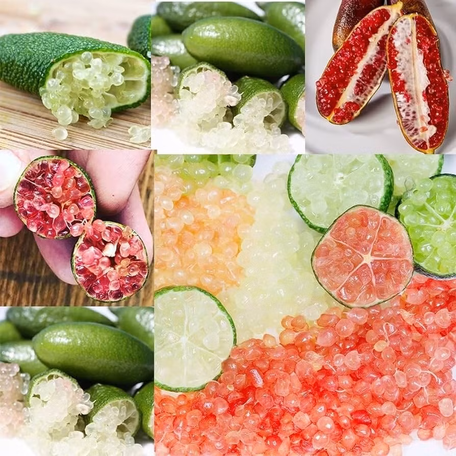 Chanh ngón tay dễ bị sâu bướm, rệp, châu chấu và bệnh Melanose – nên kiểm tra thường xuyên, xử lý kịp thời.