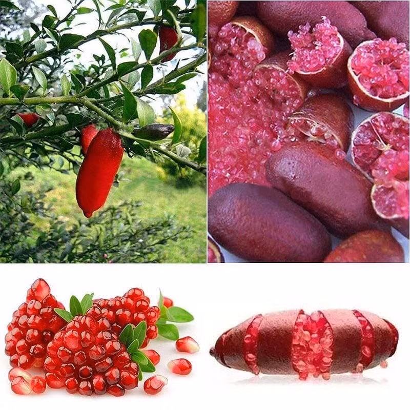 Cắt cành thường xuyên để thông thoáng, hạn chế sâu bệnh, giúp cây phát triển đều và tạo hình đẹp.