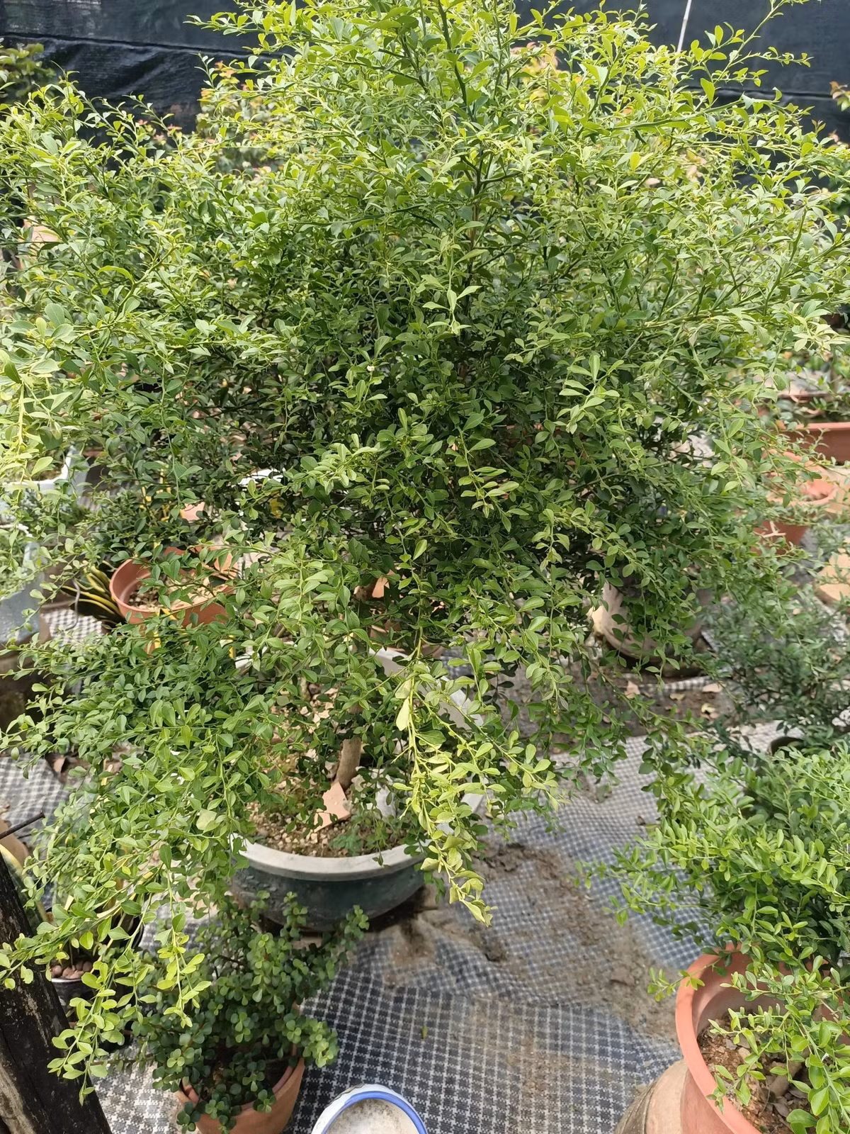 Chanh ngón tay chịu được hạn ngắn, không chịu sương giá lâu. Nên phủ gốc để giữ ẩm trong mùa hè.