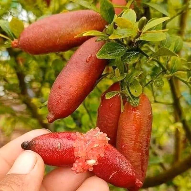 Vì hiếm nên giá chanh ngón tay luôn cao, khó mua. Chúng thường được dùng trong món cao cấp như cá hồi, hàu, bít tết…