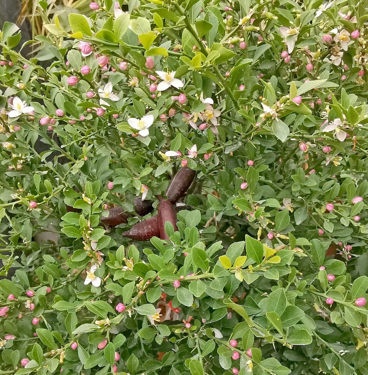 Hoa chanh ngón tay trắng hồng, thơm dịu, quả dài như ngón tay với đủ màu: xanh, cam, đỏ, tím… cực kỳ bắt mắt.