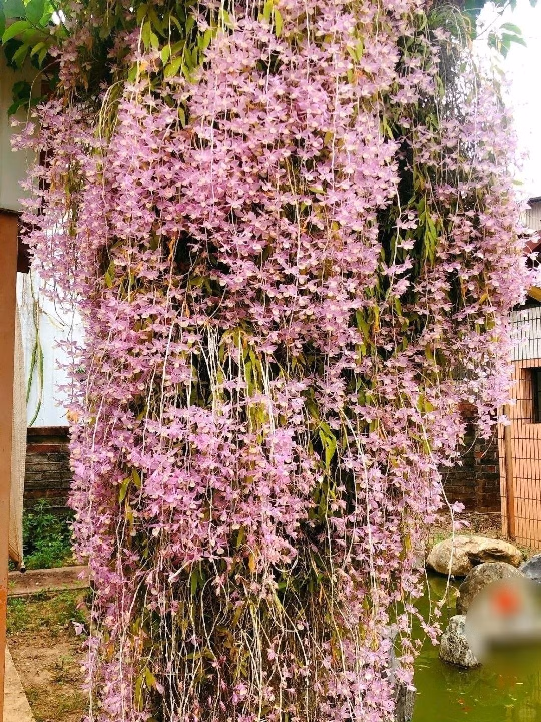 Loài lan này thích hợp với môi trường ấm áp, ẩm ướt, cần ánh sáng vừa phải, tưới nước điều độ và bón phân loãng thường xuyên để nở hoa rực rỡ.