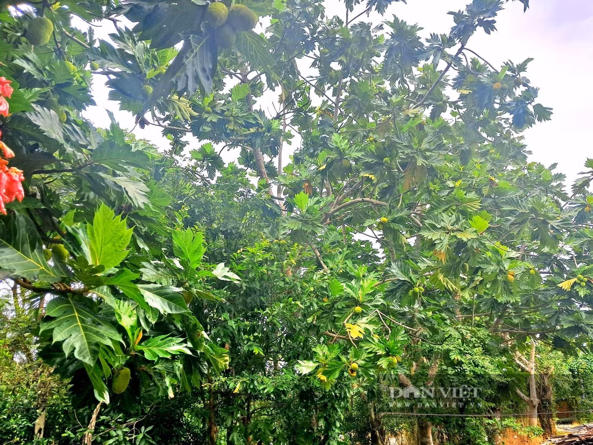 Chăm sóc đơn giản: ưa sáng, chịu bóng bán phần, đất tơi xốp thoát nước tốt, bón phân hữu cơ định kỳ, cắt tỉa sau mùa khô.