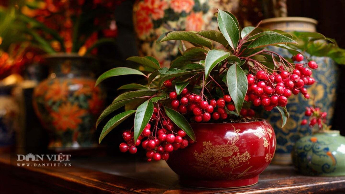 5. Kim ngân lượng: Kim ngân lượng gây ấn tượng với những chùm quả đỏ mọc dày, tượng trưng cho “kho vàng” và sự sung túc. Cái tên của cây đã mang ý nghĩa giàu sang, nên thường được chọn bày trong nhà dịp năm mới.
