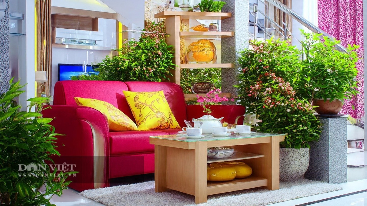 Vấn đề không phải là trồng 3 cây cảnh này sẽ giúp bạn mang lại tiền bạc.