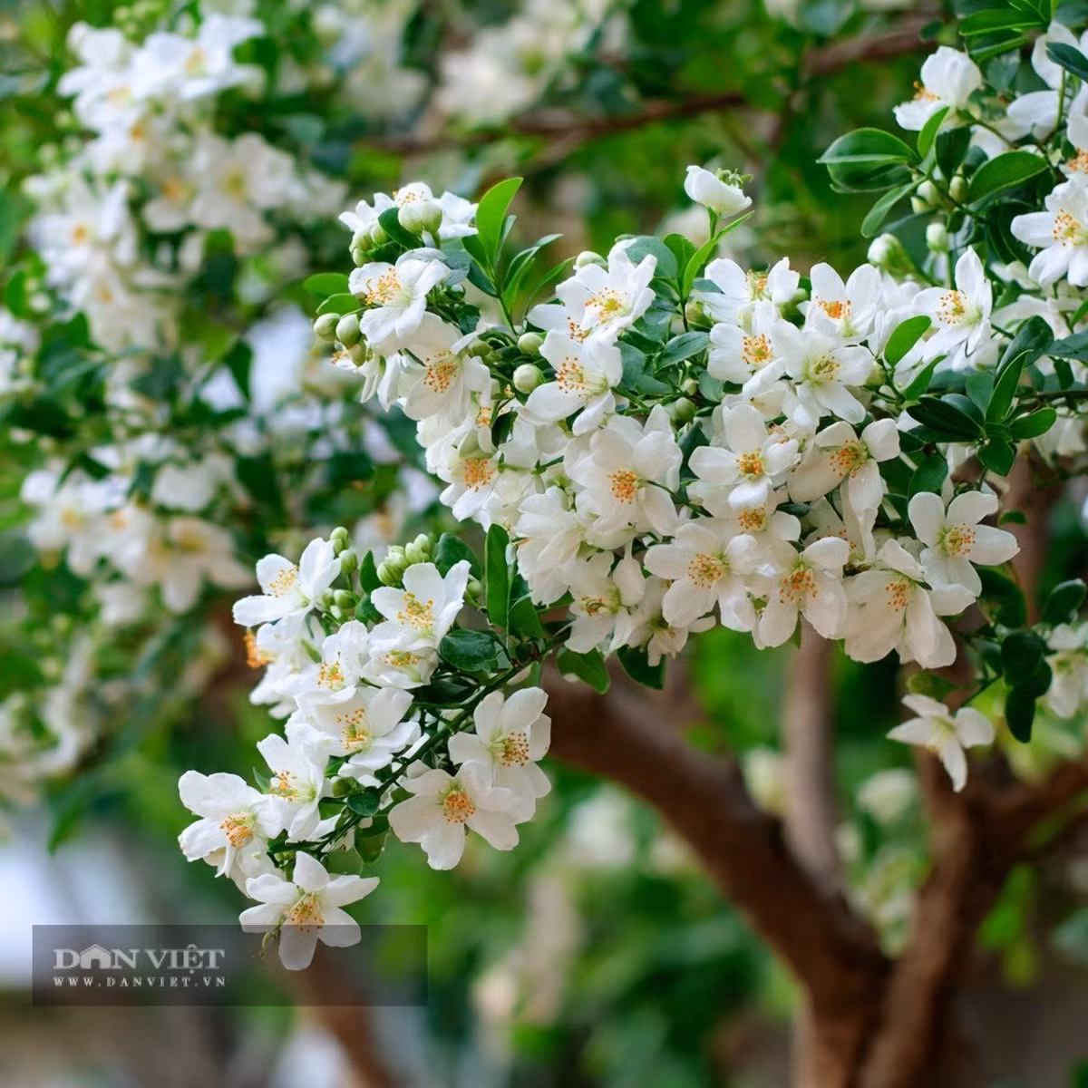 Dù hoa nhỏ nhưng hương thơm của nguyệt quế rất dễ chịu, mang lại cảm giác sảng khoái cho người ngửi. Cây được xem như “người bảo vệ ngôi nhà” vì khả năng đuổi muỗi tự nhiên nhờ mùi thơm lan tỏa.