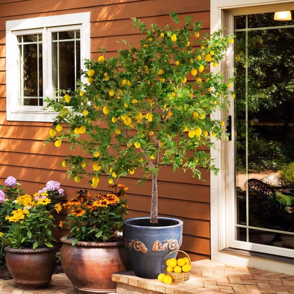 4. Cây chanh – Trồng để xua tà khí, gọi tài lộc vào nhà. Người xưa rất chuộng trồng cây chanh trước nhà vì tin rằng nó giúp xua đuổi tà khí, mang lại sinh khí tích cực và sự bình an cho cả gia đình.