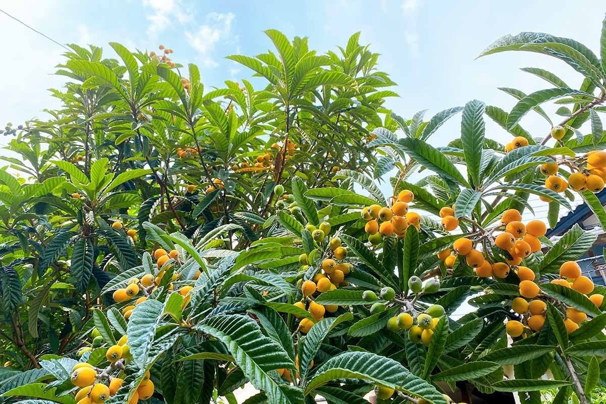 Loại cây này ưa nơi ấm áp, nhiều ánh sáng, nhưng vẫn chịu được lạnh và có thể sống tốt trong chậu. Ngoài giá trị thẩm mỹ, sơn trà còn giúp thanh lọc không khí và điều hòa nhiệt độ, là cây cảnh cao cấp thích hợp cho mọi không gian.