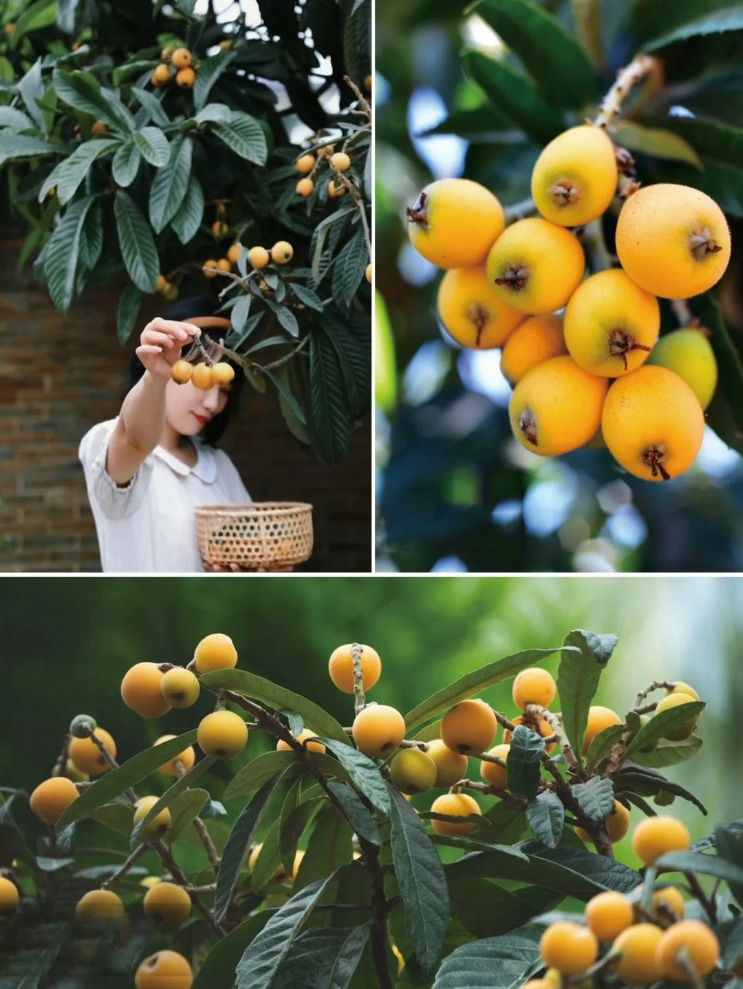 Sơn trà không chỉ thơm ngon mà còn cực kỳ bổ dưỡng, chứa nhiều khoáng chất và vitamin A, B, C. Đặc biệt, quả sơn trà là nguyên liệu quý trong nhiều loại siro và thuốc ho, nổi tiếng với công dụng giảm ho, dưỡng phổi.