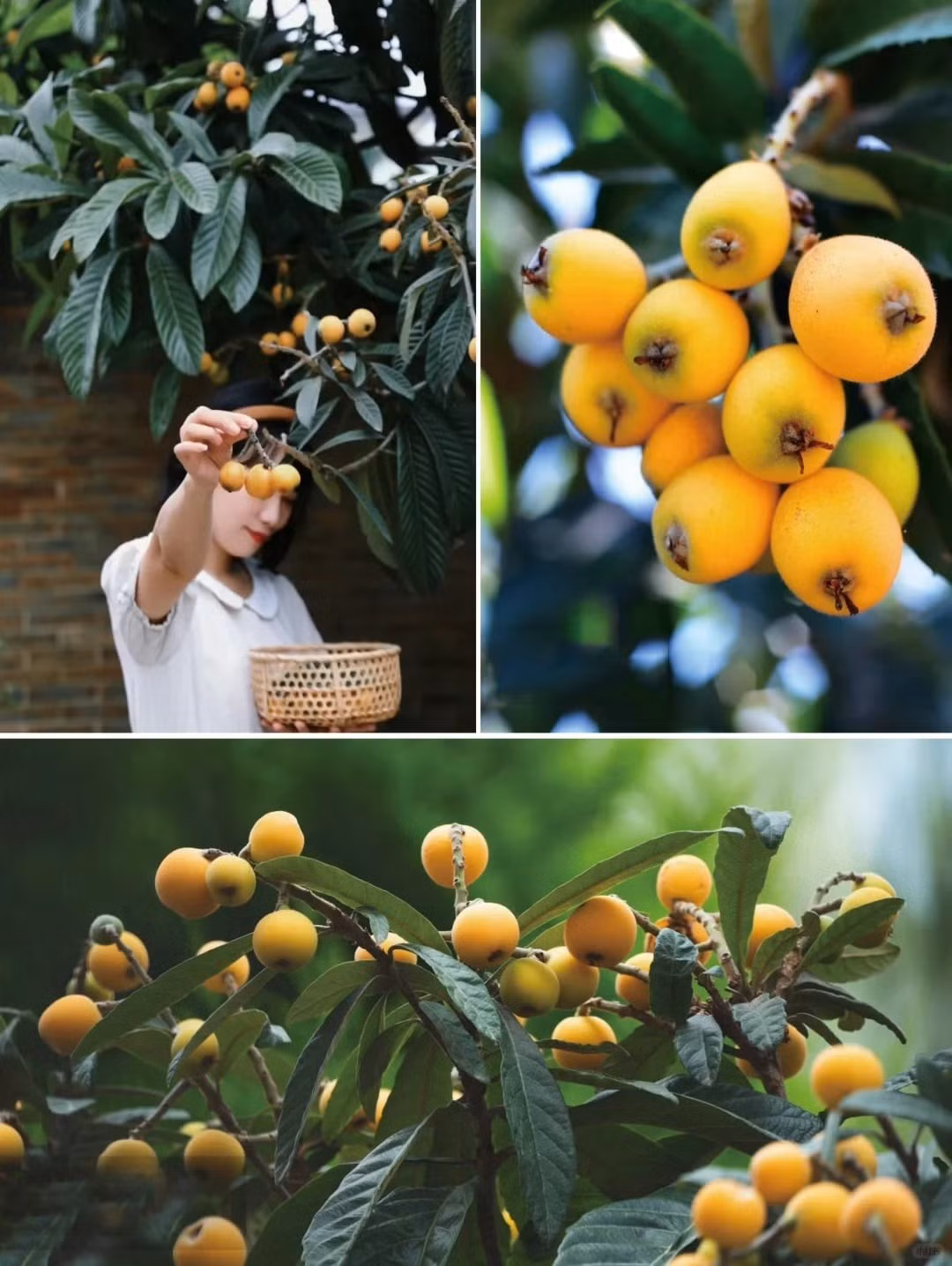 Sơn trà không chỉ thơm ngon mà còn cực kỳ bổ dưỡng, chứa nhiều khoáng chất và vitamin A, B, C. Đặc biệt, quả sơn trà là nguyên liệu quý trong nhiều loại siro và thuốc ho, nổi tiếng với công dụng giảm ho, dưỡng phổi.