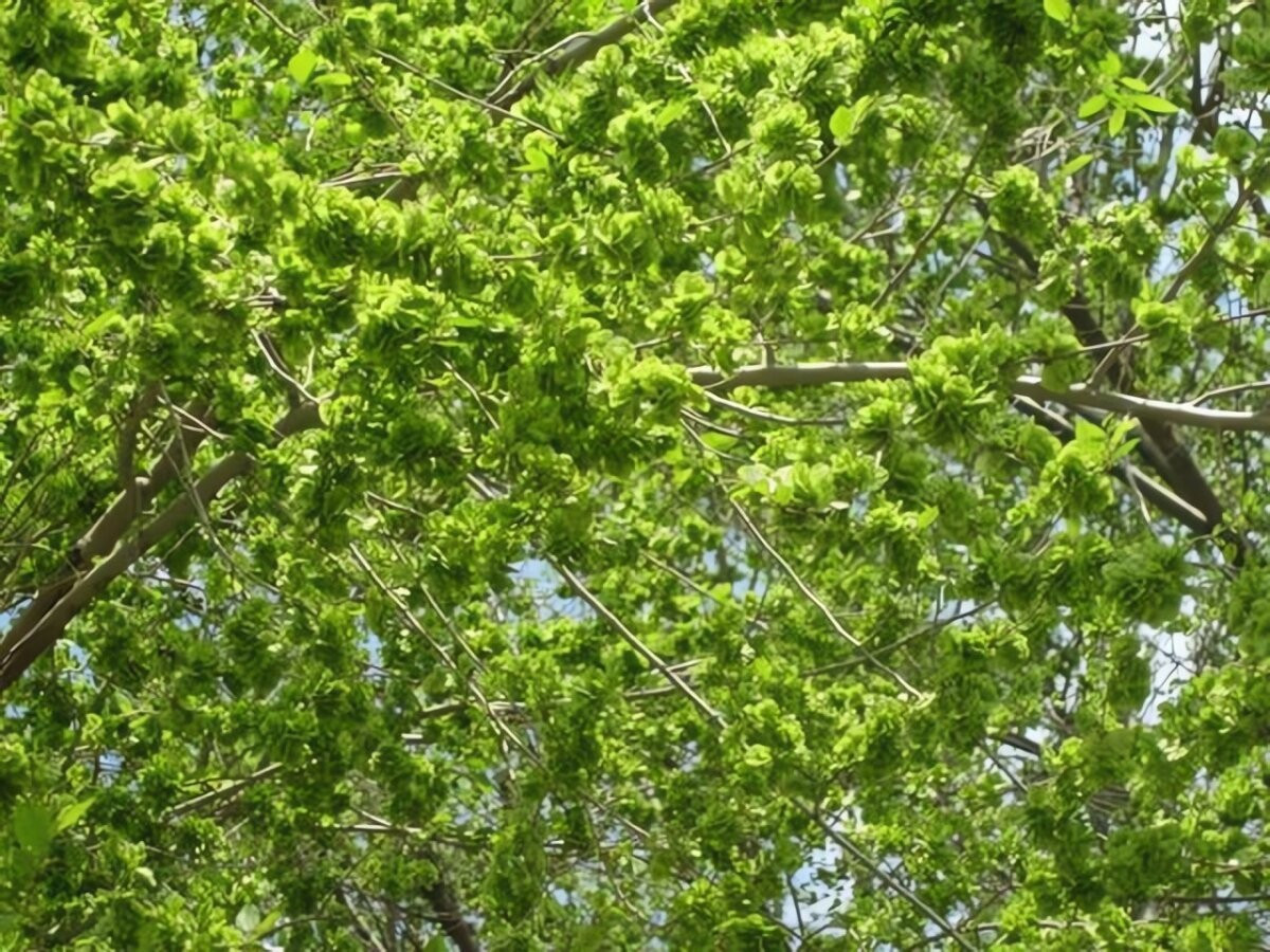 Không chỉ là bóng mát che chở, cây du còn được xem như “lá bùa hộ mệnh” trấn trạch, xua tà khí, giữ bình an cho gia đạo. Người xưa tin rằng trồng cây du trước hoặc sau nhà sẽ giúp xua đuổi ma quỷ và thu hút năng lượng dương mạnh mẽ.