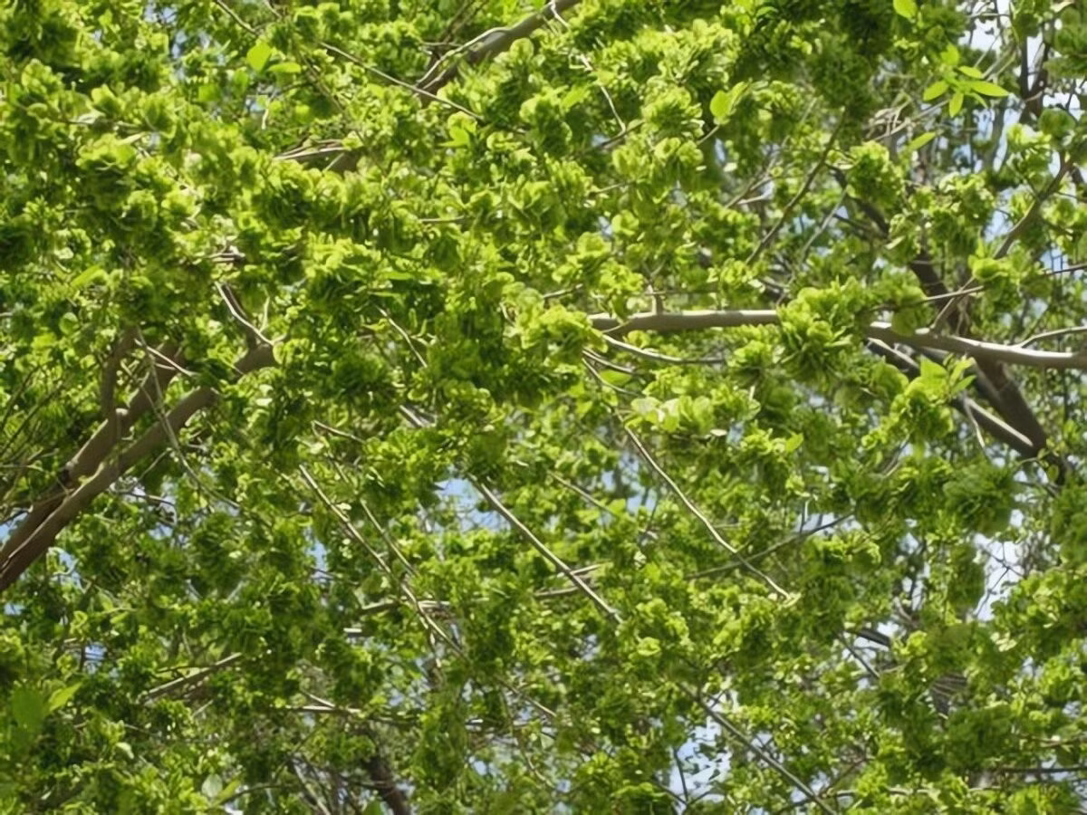 Không chỉ là bóng mát che chở, cây du còn được xem như “lá bùa hộ mệnh” trấn trạch, xua tà khí, giữ bình an cho gia đạo. Người xưa tin rằng trồng cây du trước hoặc sau nhà sẽ giúp xua đuổi ma quỷ và thu hút năng lượng dương mạnh mẽ.