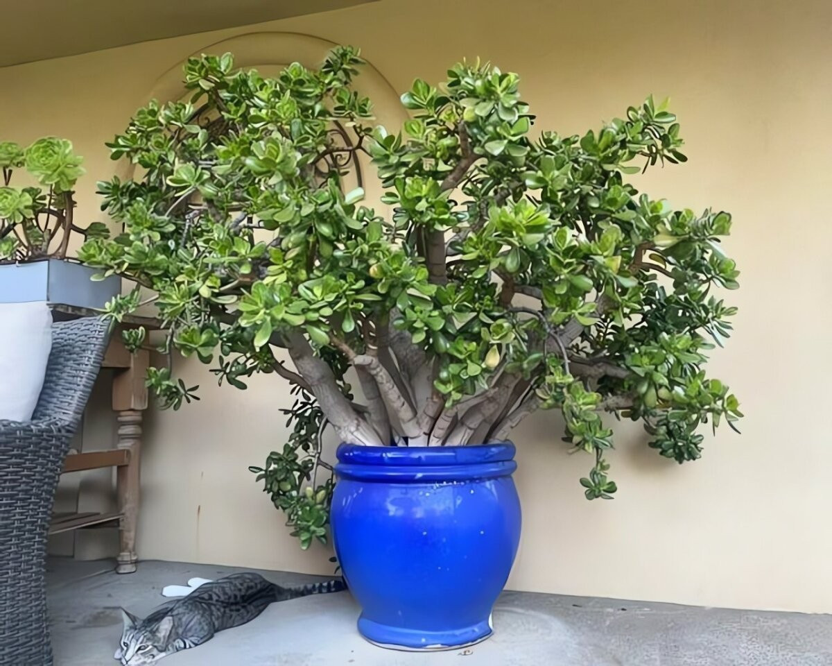 Rễ cây ngọc bích ưa đất thoáng khí