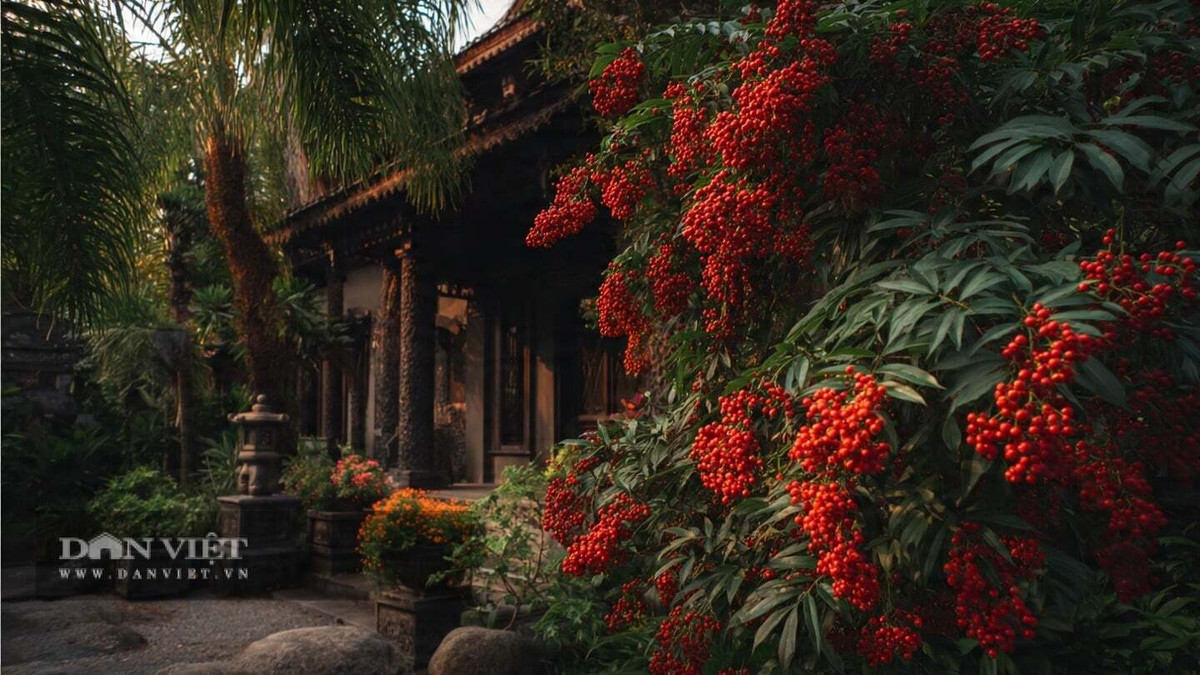 View - Vì sao nam thiên trúc là cây số 1 trong phong thủy nhà ở? | Báo Tri thức và Cuộc sống - TIN TỨC PHỔ BIẾN KIẾN THỨC 24H